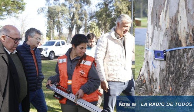 tomografo arboles