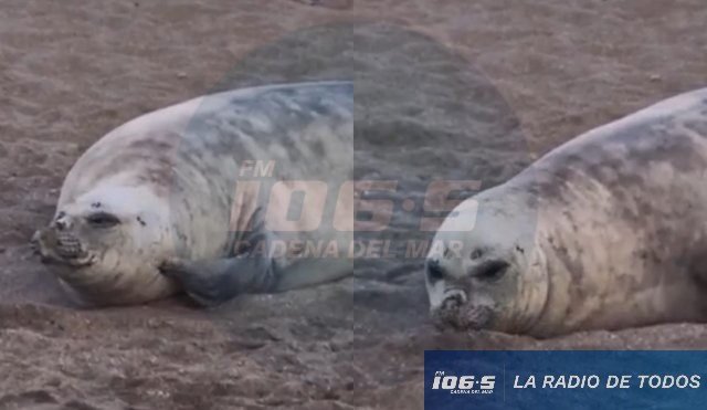 Punta del Este: elefante marino descansa en Playa de los Ingleses.