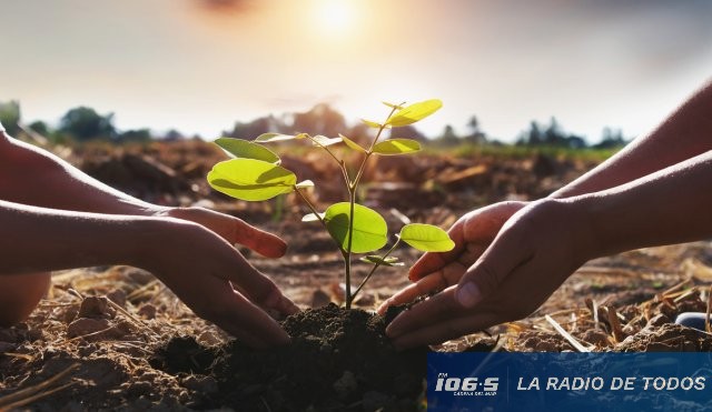 reforestación