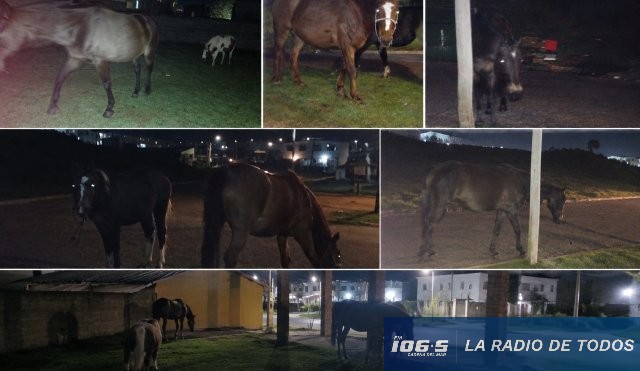 Caballos sueltos 