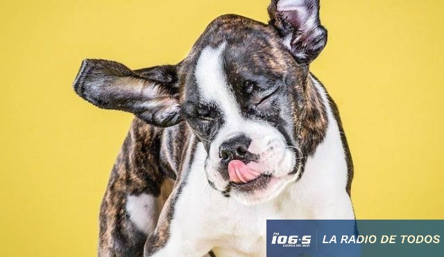 Perro