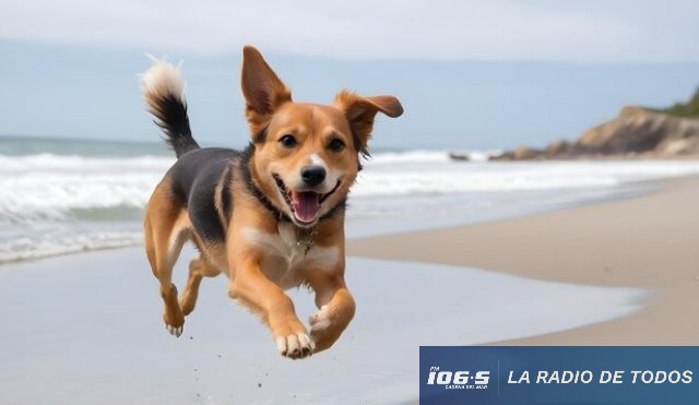 Perro alegre