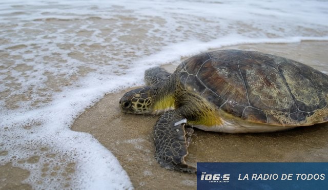 Tortuga varada karumbe 