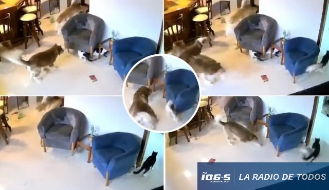 Perros