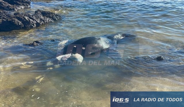 Punta del Este: hallaron lobo marino sin vida.