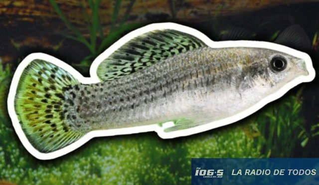 El pez que desafía la evolución: una especie lleva 100.000 años reproduciéndose sin machos.