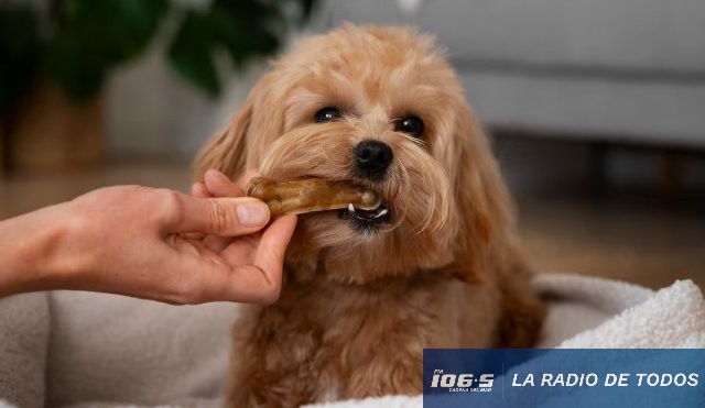 No siempre tiene hambre: la ciencia explica por qué los perros piden comida en la mesa.