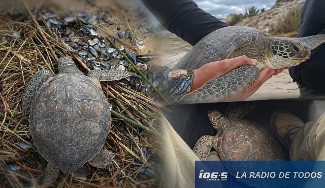 Tortugas Marinas (Uruguay): Karumbé alerta por un aumento de varamientos asociado al enfriamiento del mar.