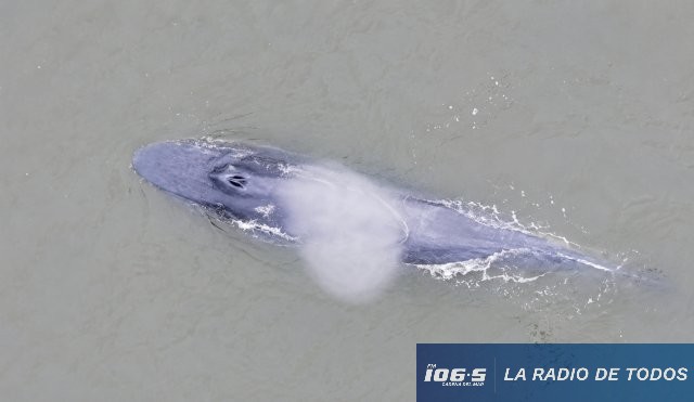Ballenas 