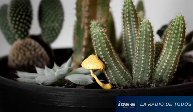 Exceso de agua y poca ventilación: las principales causas de los hongos en las macetas.