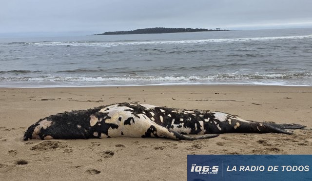lobo marino mansa