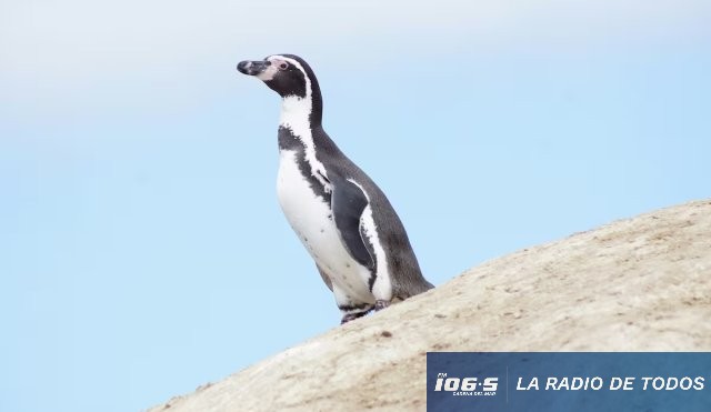 pinguino chileno peruano