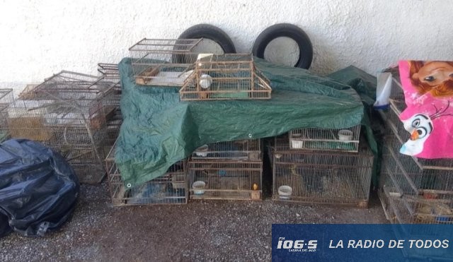 Lavalleja: rescatan y liberan a 55 aves autóctonas que se encontraban en cautiverio ilegal.