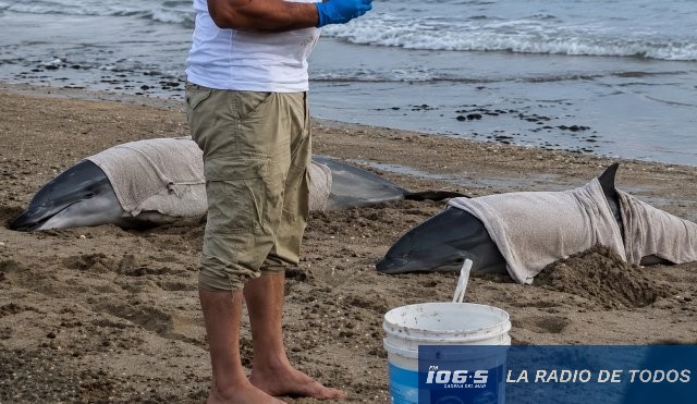 Vara miento delfines 