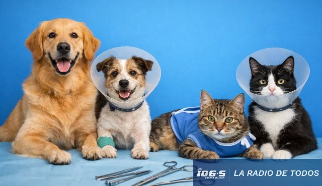 Bienestar Animal: conozca cuál es la agenda de castraciones para esta semana.