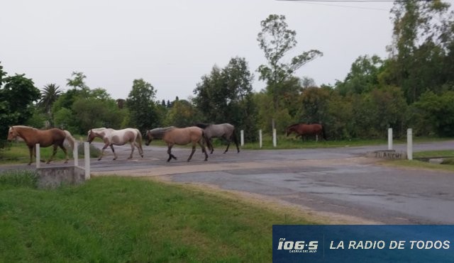 Animales sueltos (Zona Oeste):