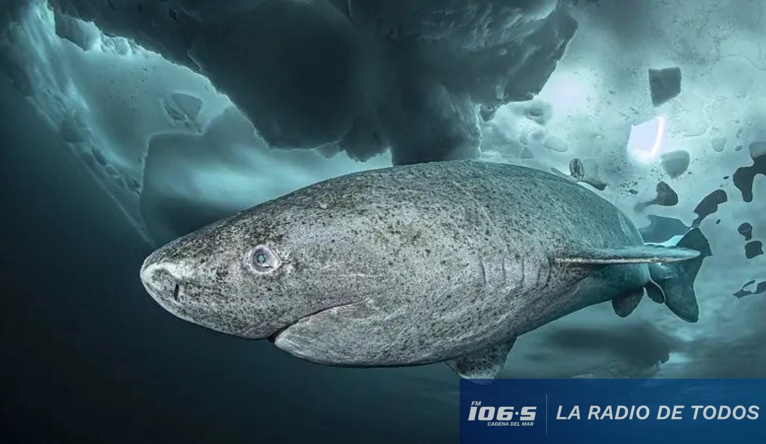 Tiburón de Groenlandia: El animal de 400 años que revela los secretos de la longevidad.