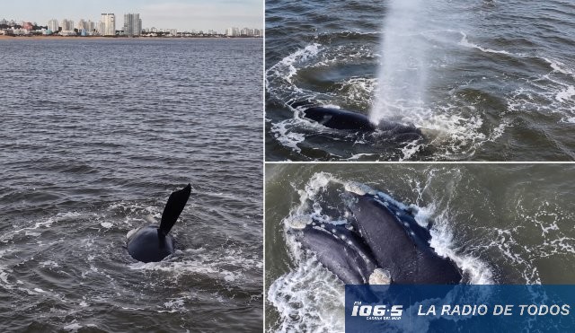 Ballena Franca Austral