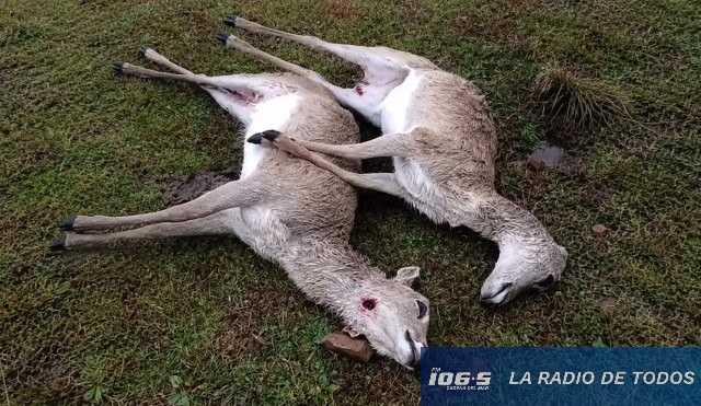 Venado de campo muerto 