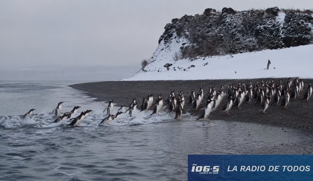 Pingüinos Papúa 