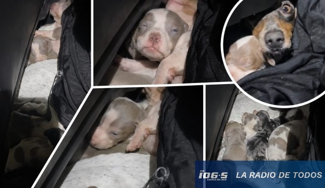 Aduanas Uruguay (incautación): 13 perros salchicha ocultos desde Argentina.