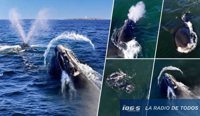 Ballenas 