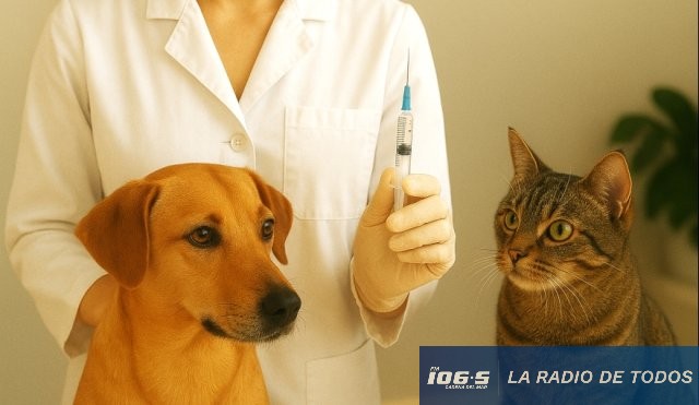 castracion perros gatos
