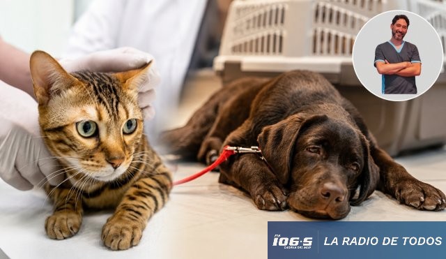 PIPETA AFECTA A GATOS