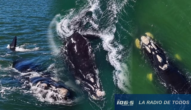 Ballenas UY septiembre 