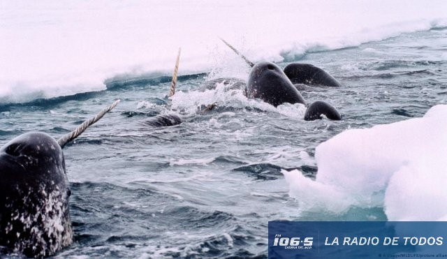 “Unicornios del mar” (Groenlandia): revelan cómo el calentamiento acelera el deshielo.