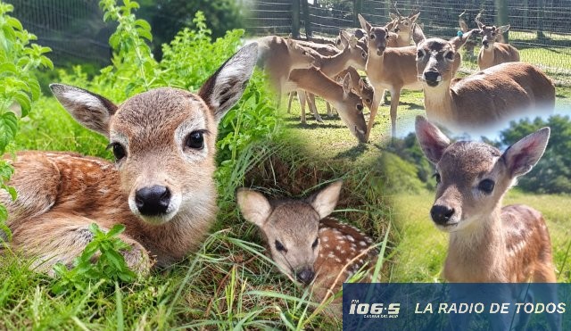 venado de campo