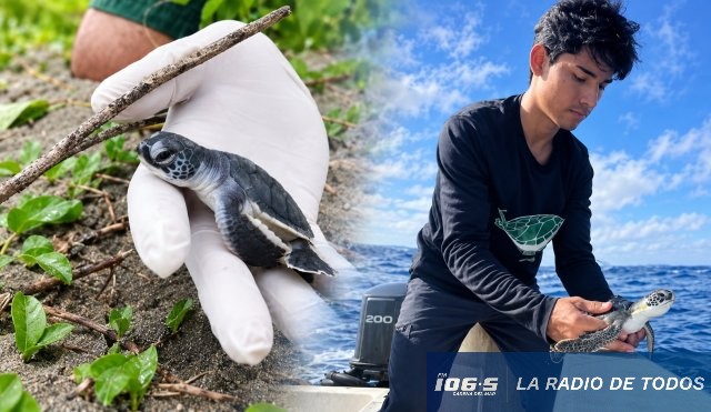 Protección de tortugas (Costa Rica): buscan personas para voluntariado en el Caribe.