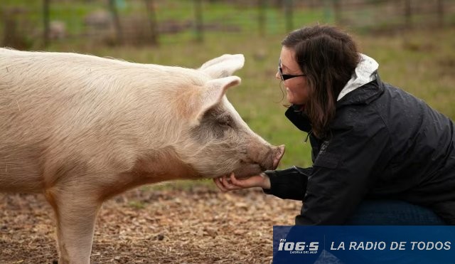 Colaboración (España): ofrecen alojamiento y comida por cuidar a 140 animales.