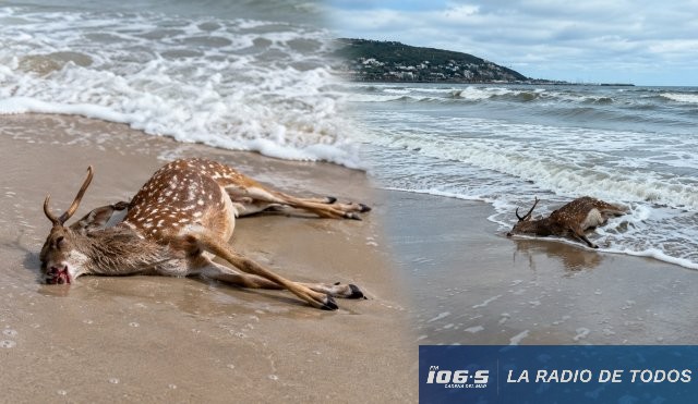 Ciervo Piriápolis muerto 