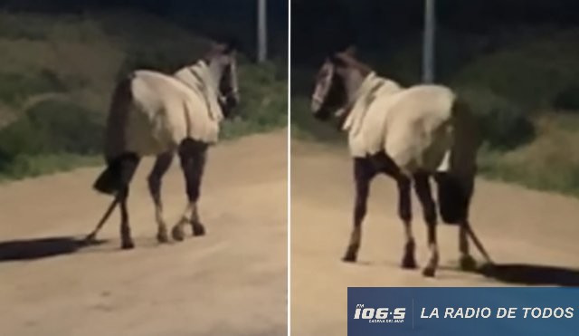 Caballo suelto: