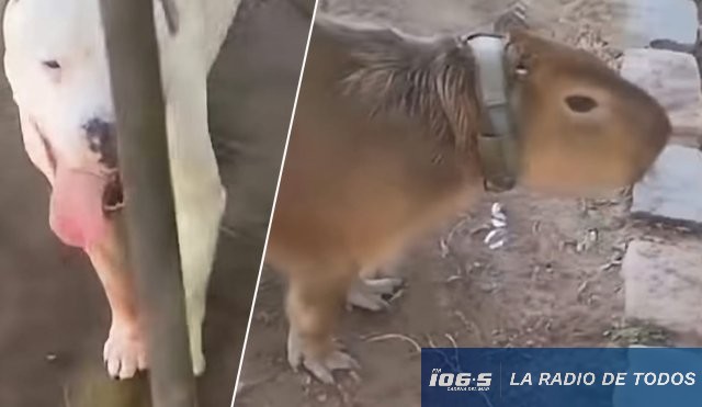 Carpincho en Cautiverio (Montevideo): SO.CO.BIO.MA denunció caso ante INBA y pidió inspección urgente.