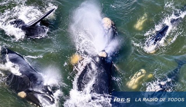 Ballenas francas pta del este