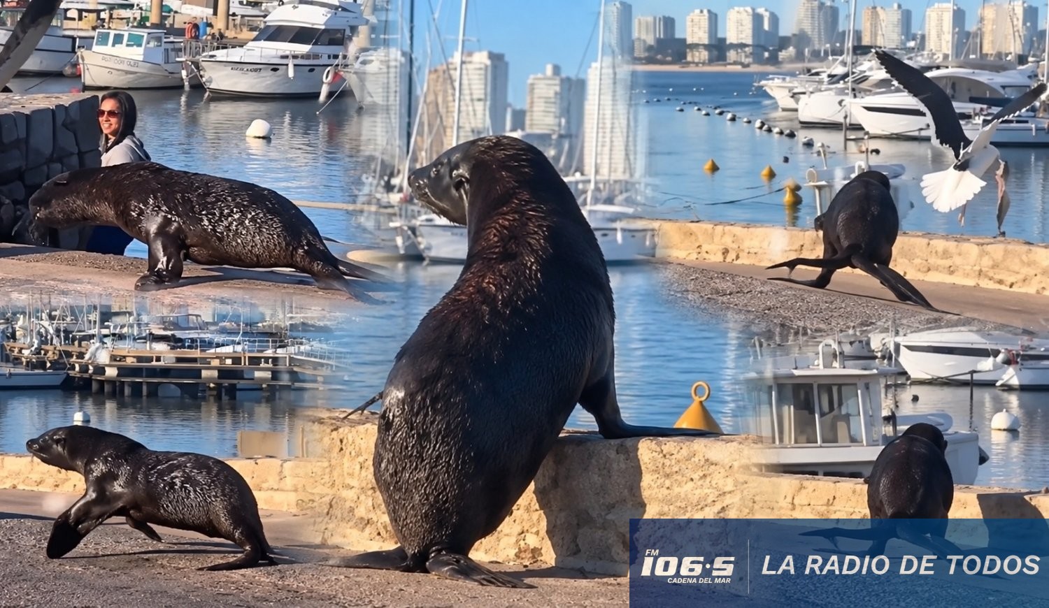 Lobo marino gaviota 