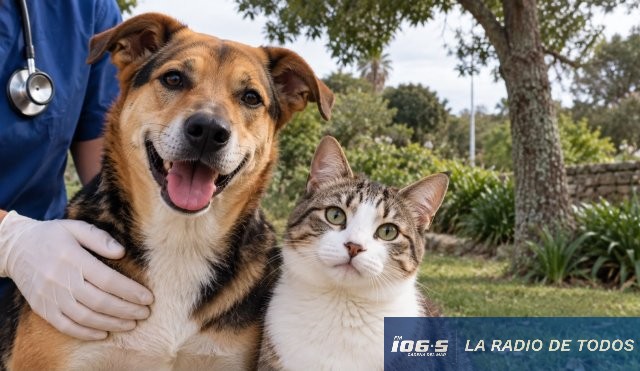 CASTRACION ANIMAL SEMANAL 