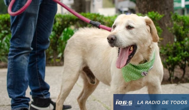 Adopción responsable