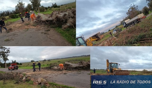 caida arbol