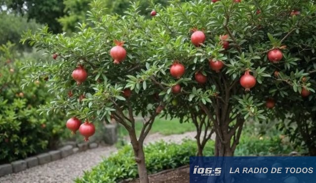 Granado Fruta 