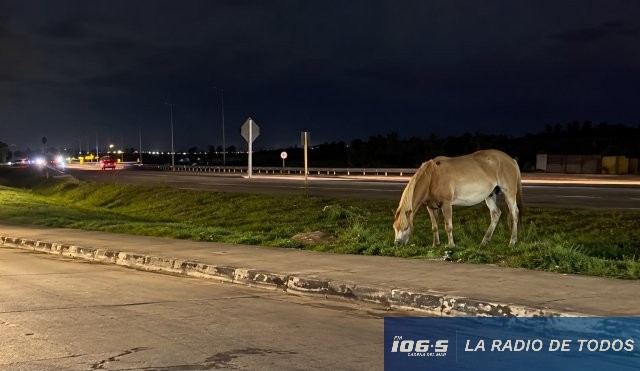 Caballo suelto maldo