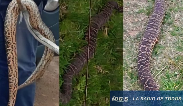 Serpiente Venenosa cerro largo