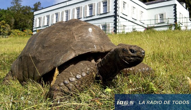 JONATHAN TORTUGA