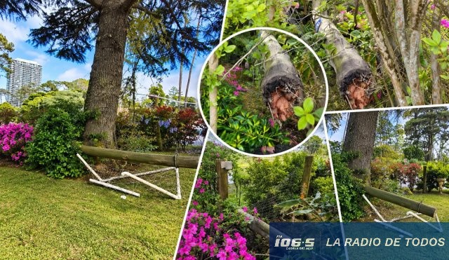 Destrozos Árboles Eco Tecno Maldonado 