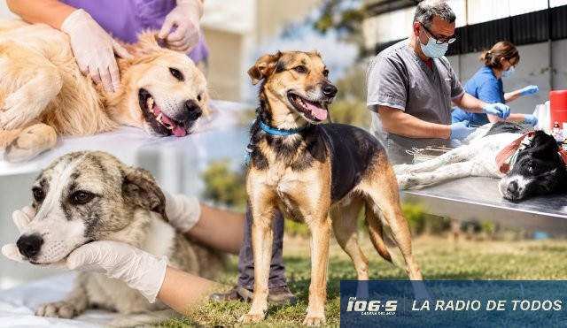 PERRO