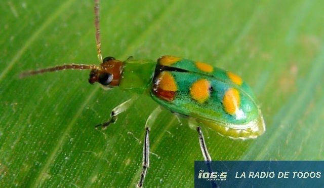 Sanidad agropecuaria (Panamá): Interceptan 961 plagas en productos importados y detectan un insecto de alto riesgo.