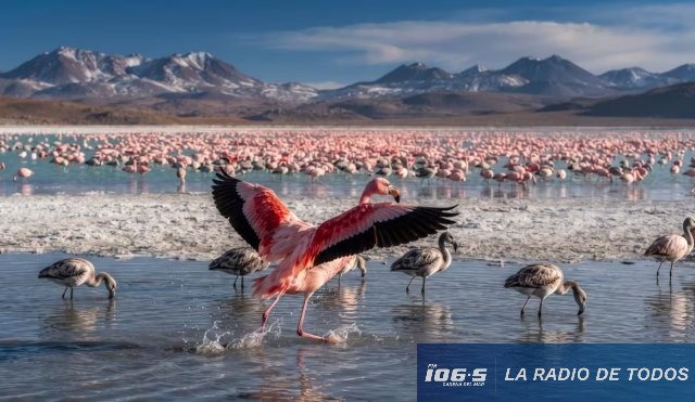 Conservación animal (Chile): Rescataron más de 1.500 huevos y lograron que casi mil flamencos vuelvan a la naturaleza.