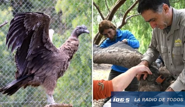 Rehabilitación de fauna (Argentina): Rescataron a un cóndor en Córdoba y quedó listo para regresar a su hábitat.